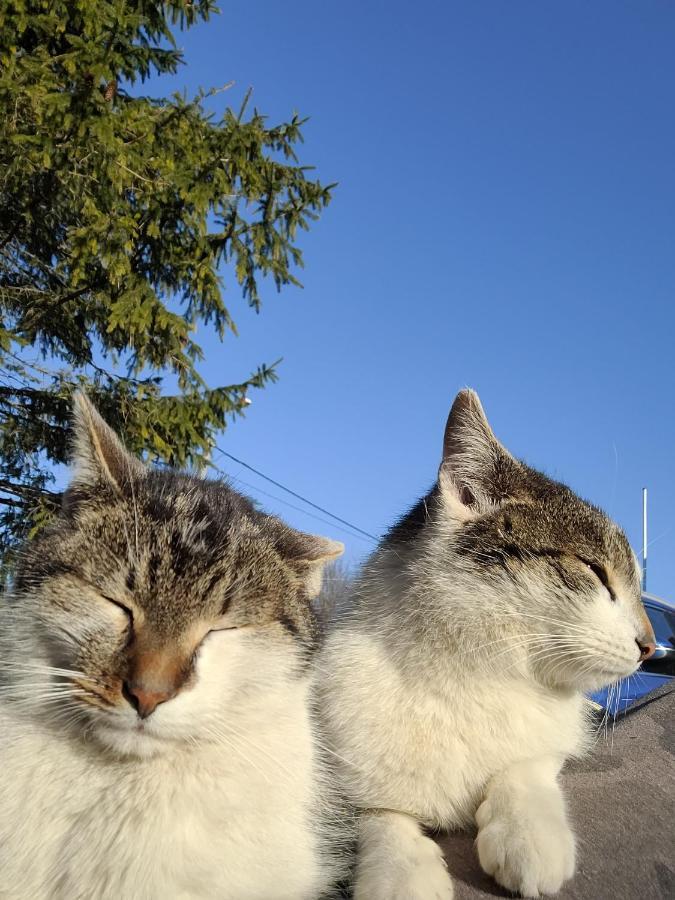Uroczysko Skomackie Stare Juchy Bagian luar foto
