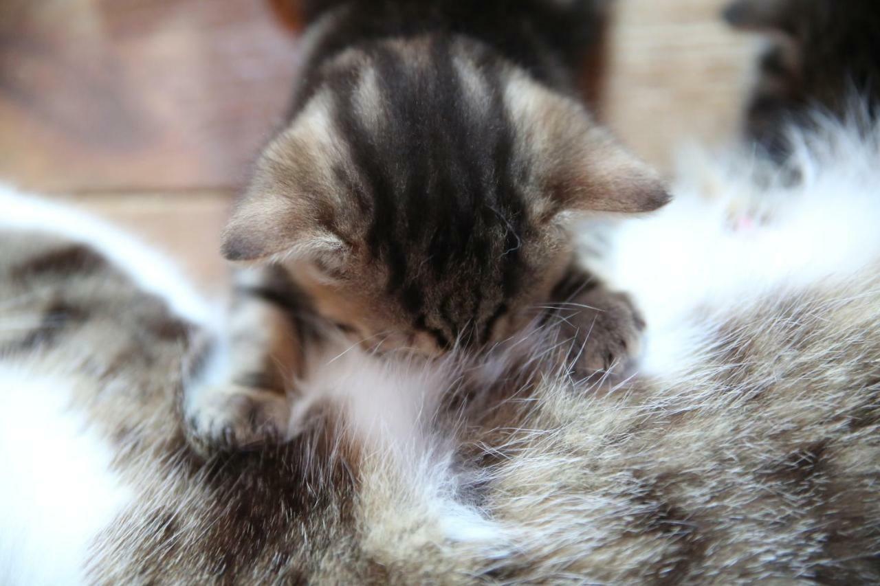 Uroczysko Skomackie Stare Juchy Bagian luar foto